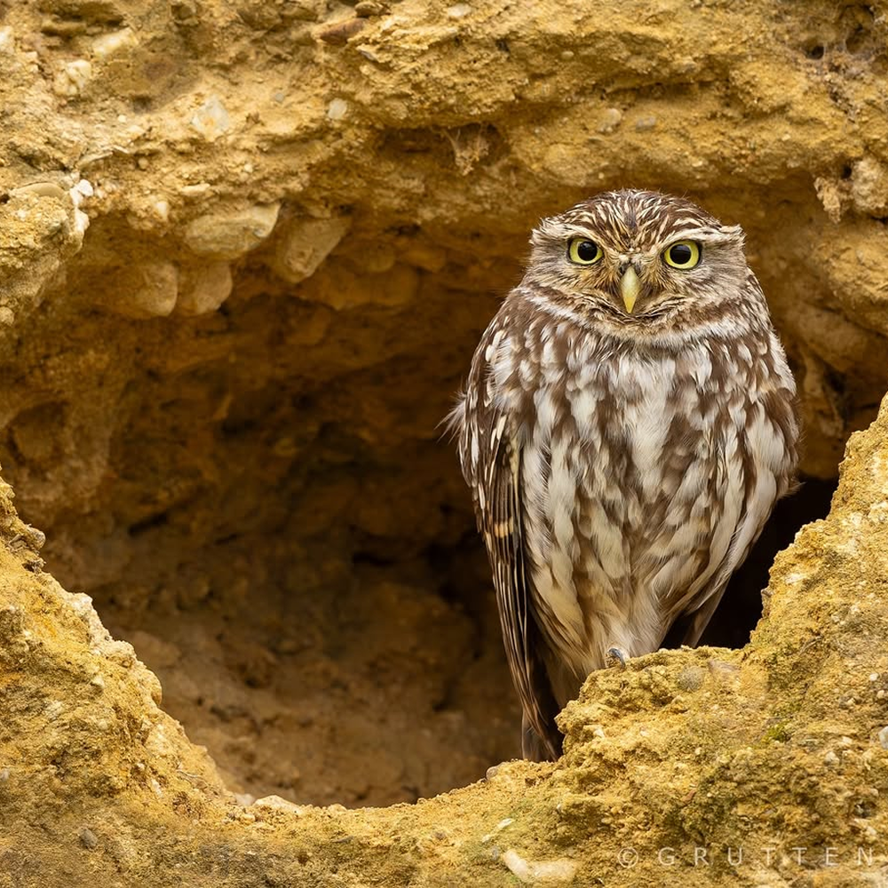 Автор фото: Giel Rutten