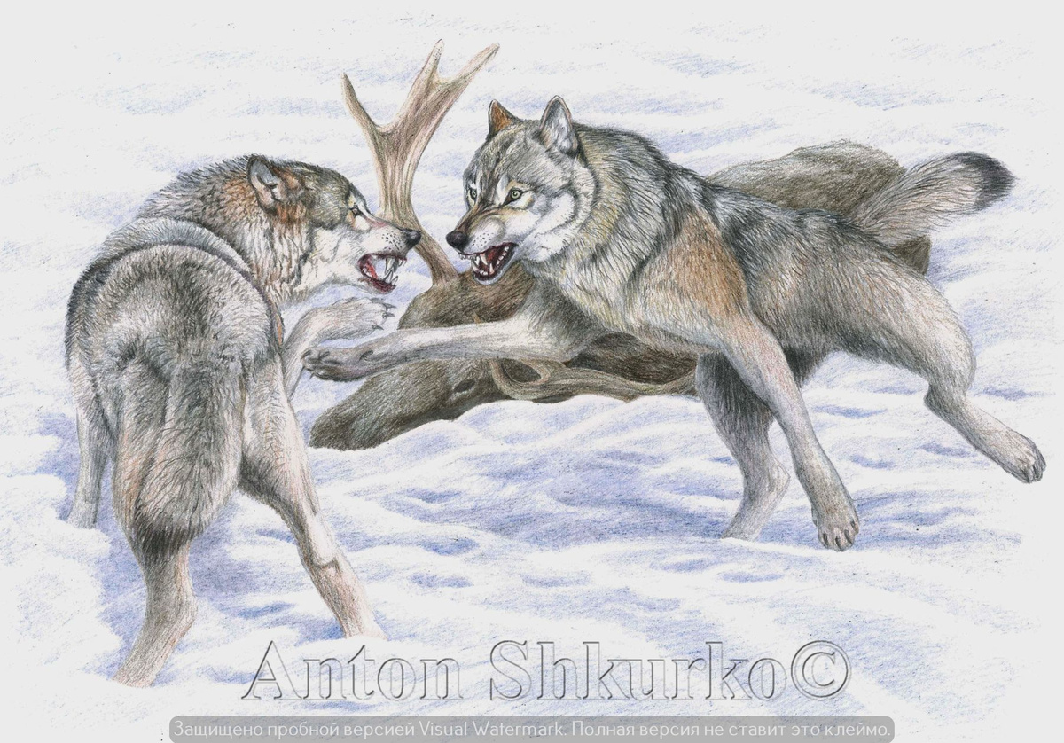 «Волки» Графика. Цветной карандаш, бумага. Размер оригинала 300х400. 