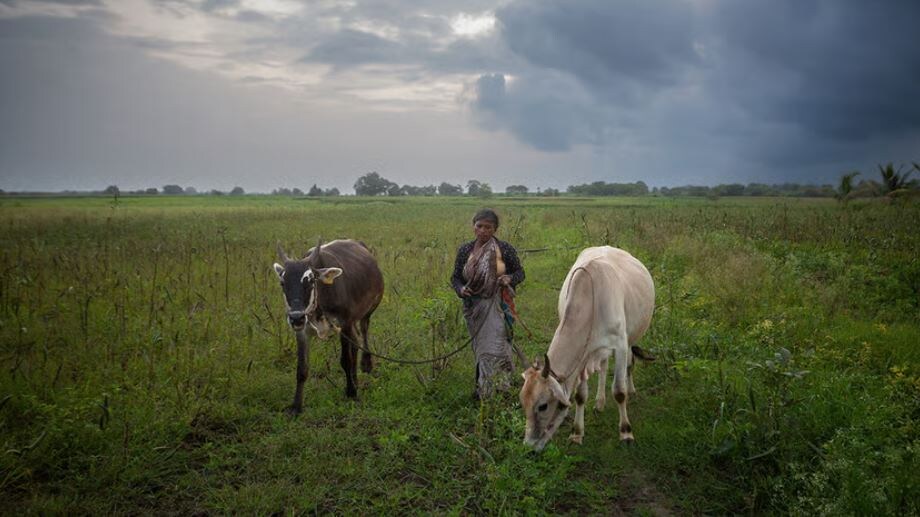 Фермерша ведёт свой скот домой через поле бамии в Хеггададеванкоте, штат Карнатака, Индия. Getty Images