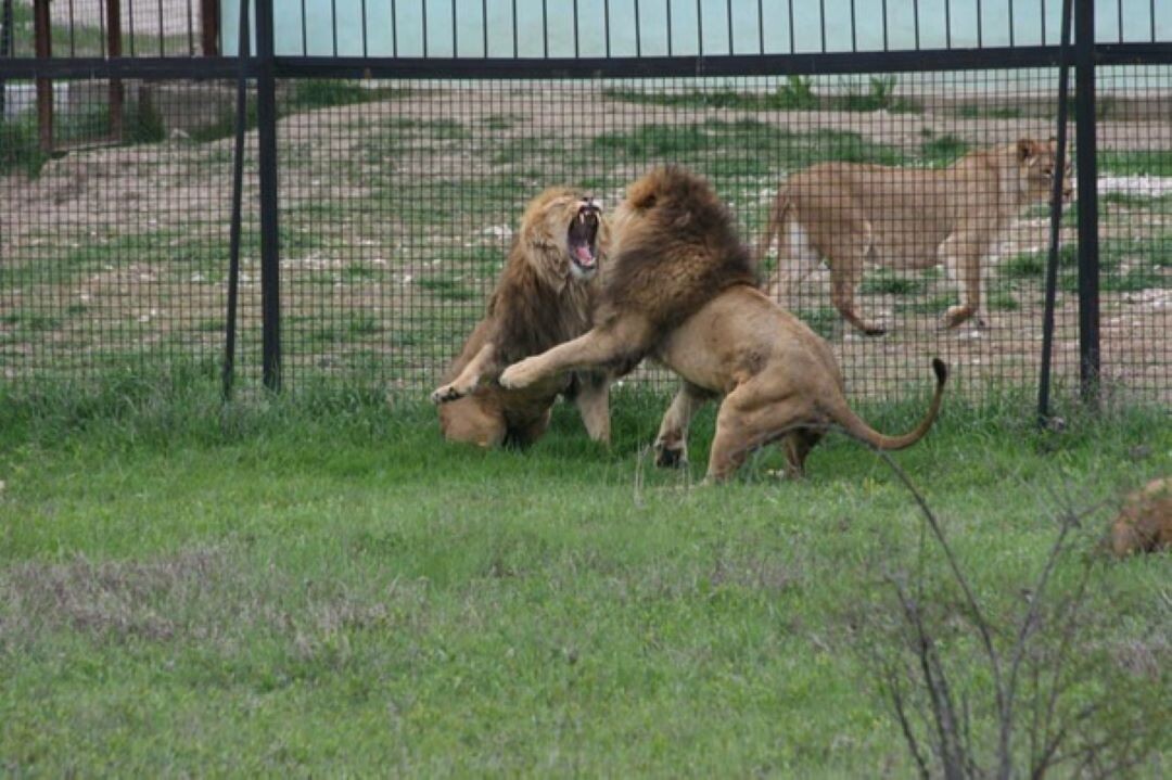 Грозные звери.Из интернета.