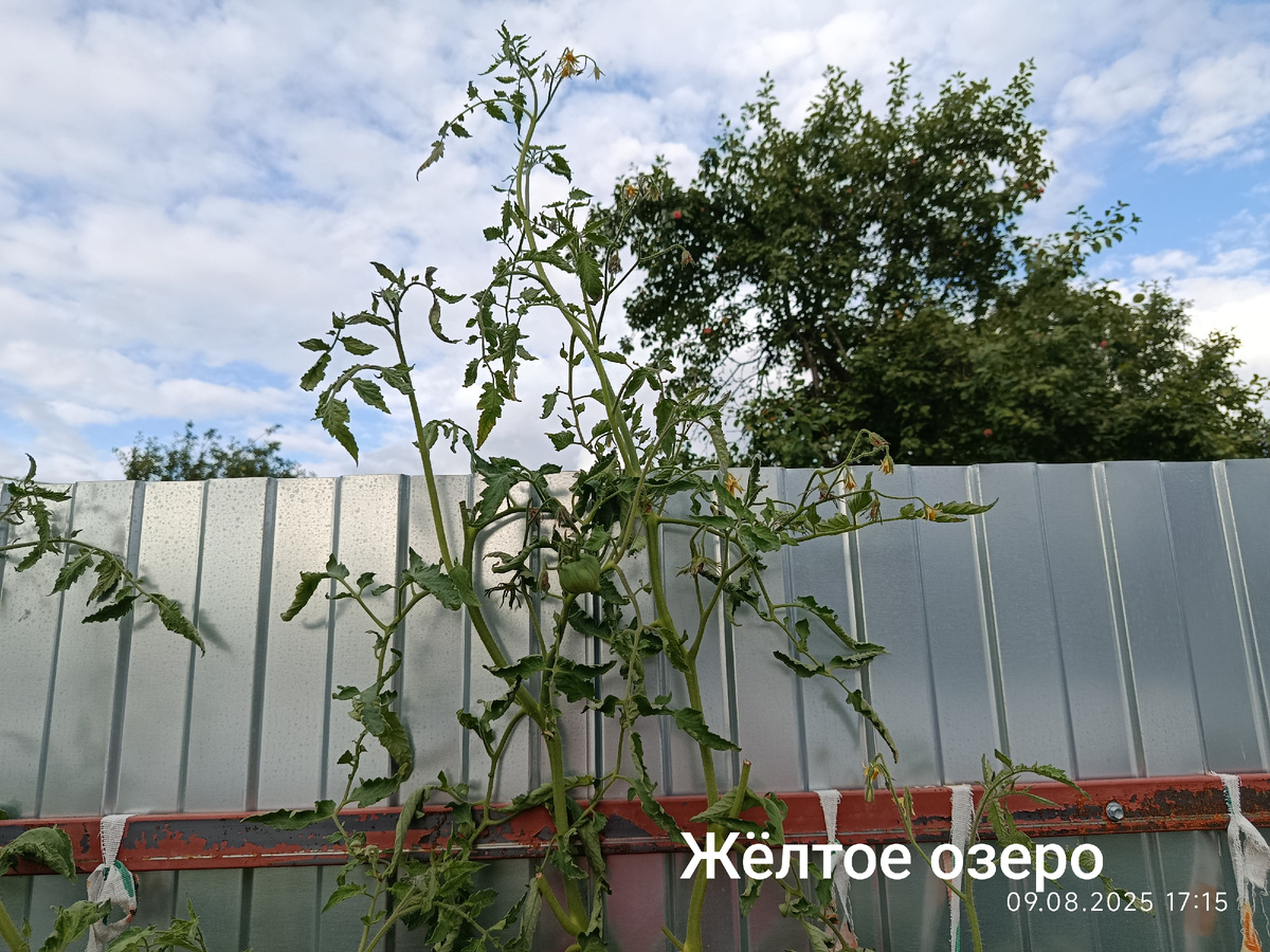 Высота забора 2 метра