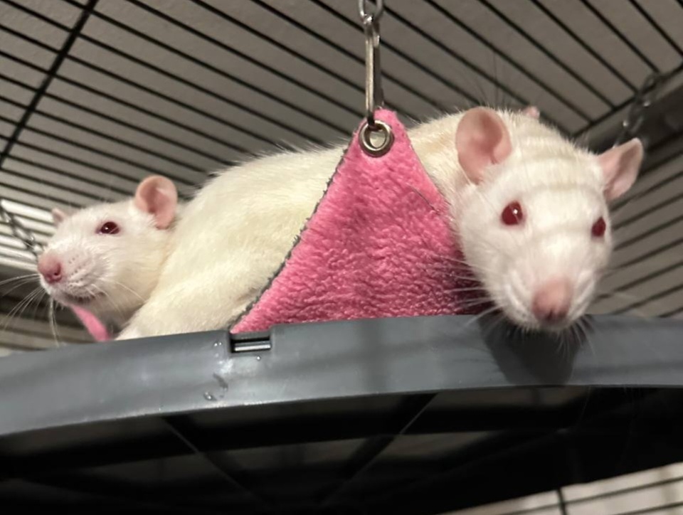 А вот и две лошадки, различаю с огромным трудом их)) Любят лежать в самом маленьком гамаке, как сиротки, негде же больше 😁