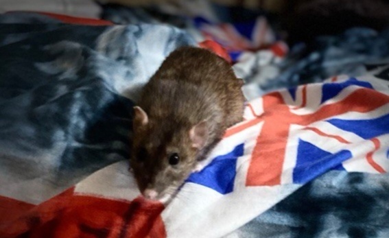 Моя миниатюрная девочка ❤️