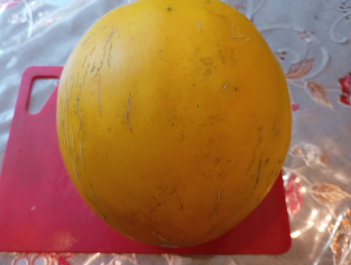 Дыня принцесса Елизавета фото автора.