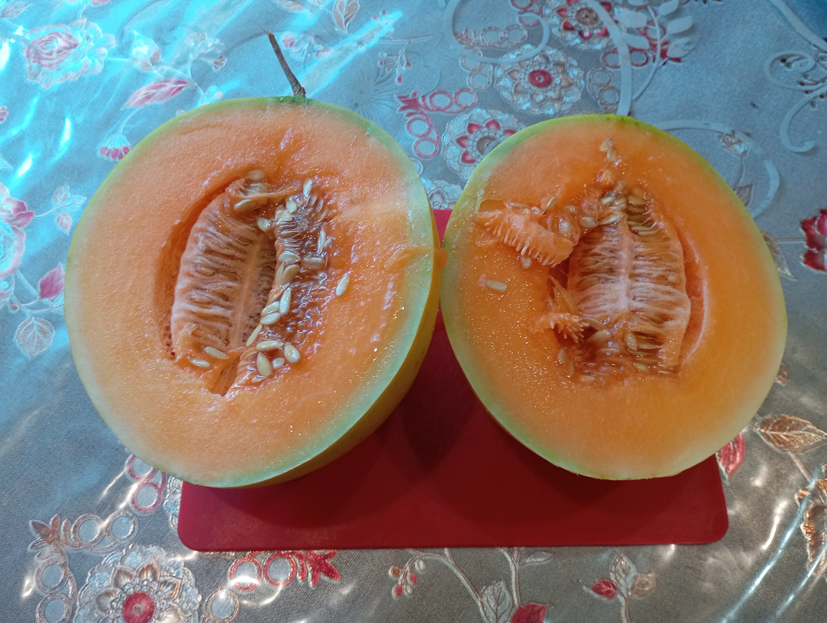 Дыня принцесса Елизавета фото автора.