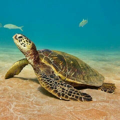 Морские черепахи 