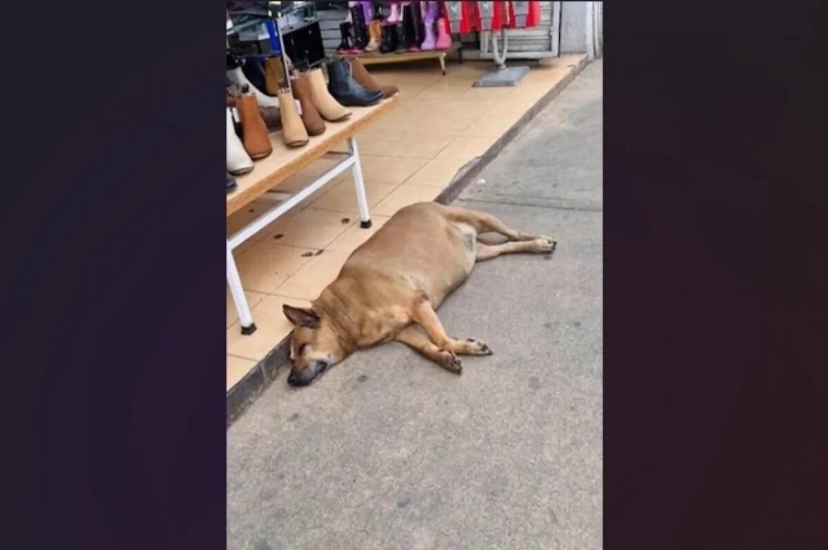    Толстый пёс из Мексики стал достопримечательностью в Google Maps