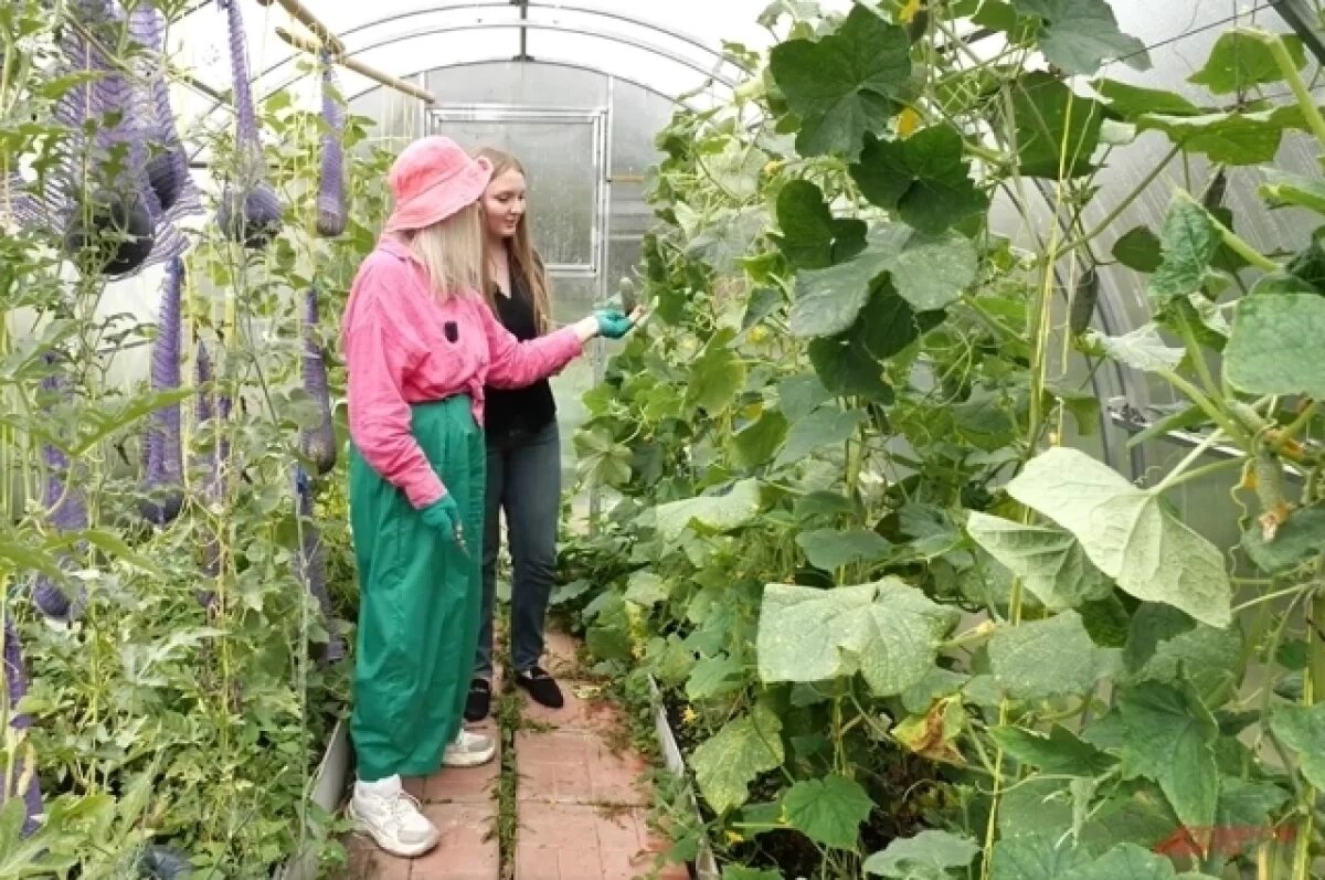    Секрет приготовления хрустящих соленых огурцов раскрыла Октябрина Ганичкина