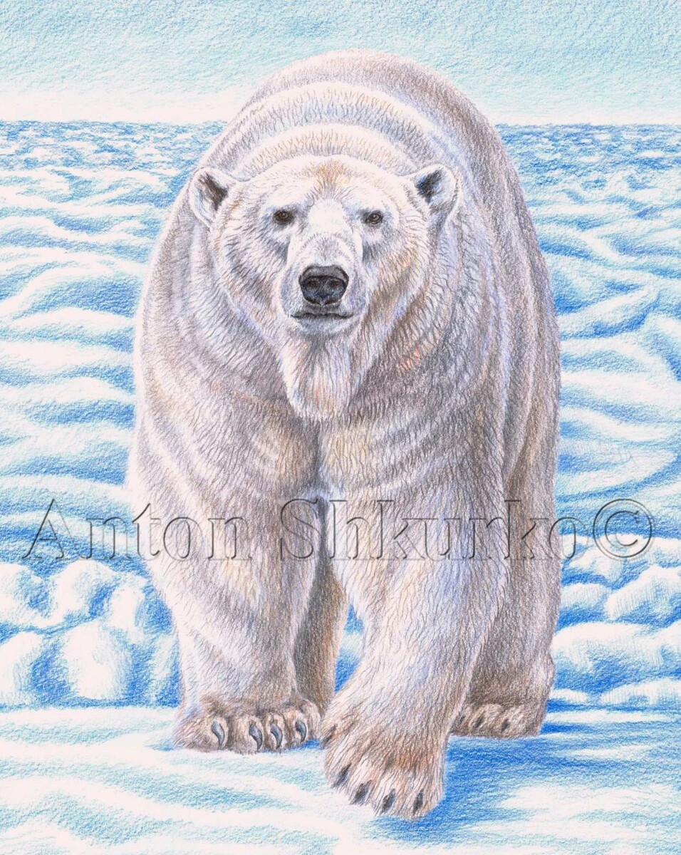 «Хозяин ледовых пустынь.» Графика. Цветной карандаш, бумага. Размер оригинала 480х650. Картина подарена.