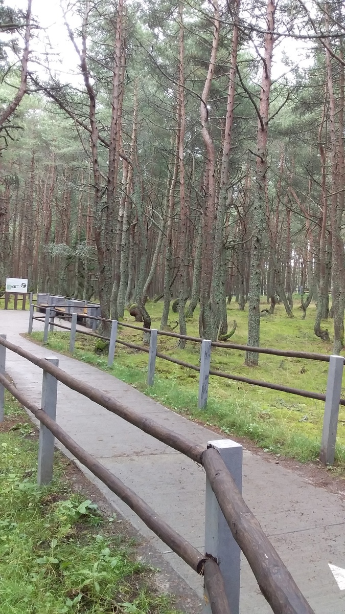 Дорожки для туристов в тацующем лесу. Фото автора