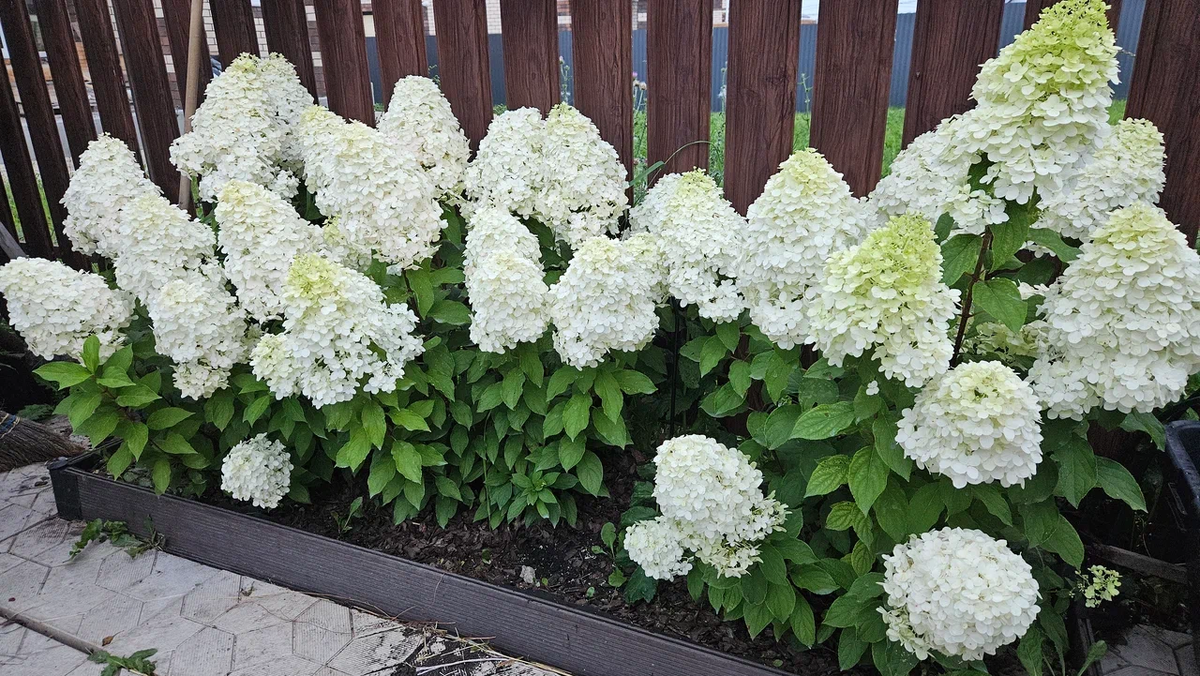Огромные белые соцветия гортензий смотрятся и сейчас шикарно и осенью будут радовать