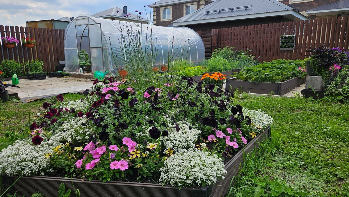 Лето скоро закончится, а с ним уйдет и красота многих однолетников