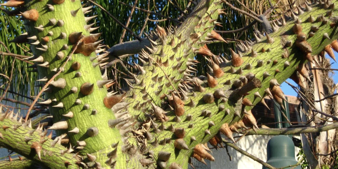 Тропическая красота, которая стреляет с силой пистолета - «Динамитное дерево»