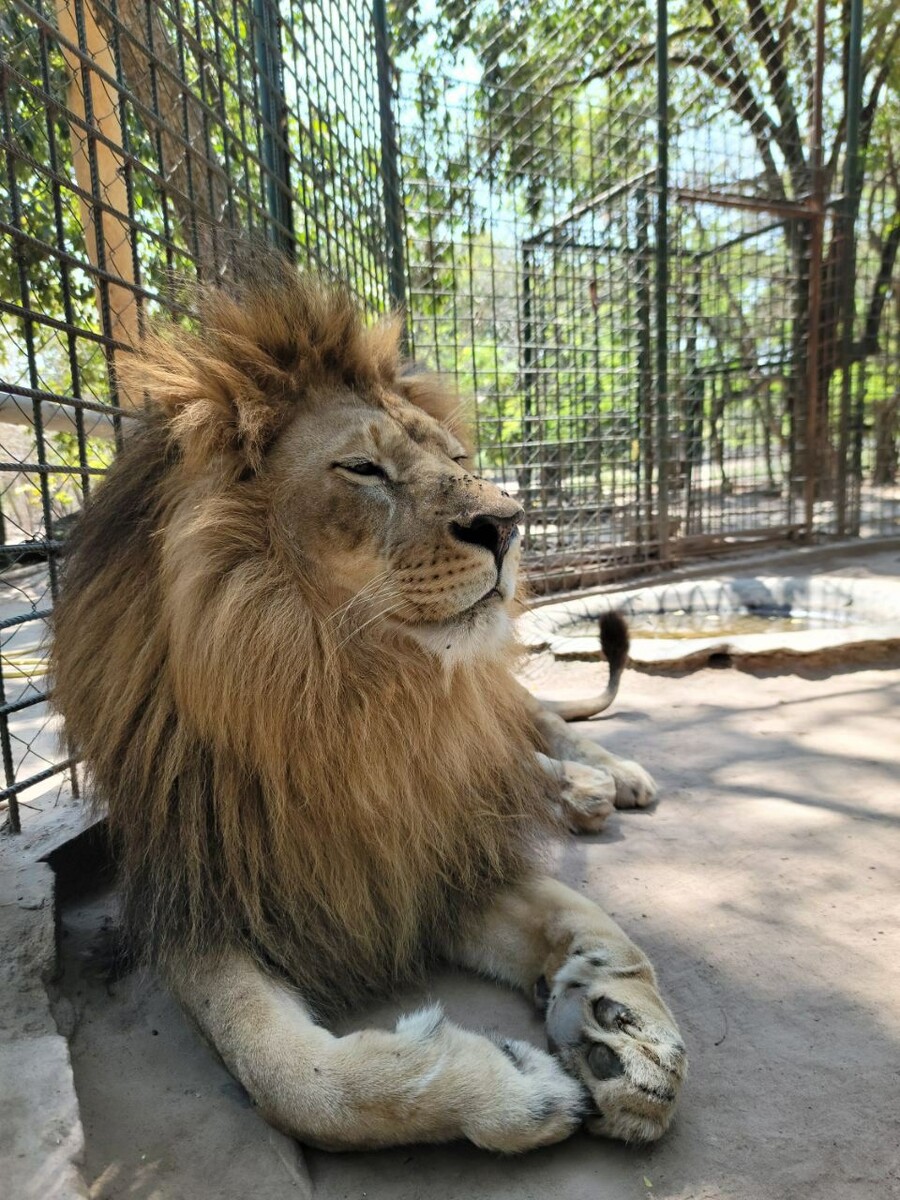 Лев Симба, Танзания