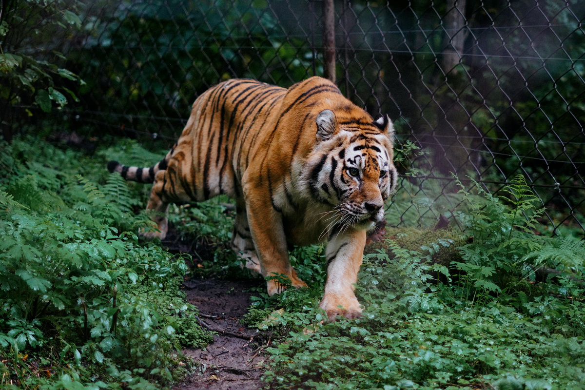 Тигр Жорик — также спасенный Даллакяном дикий кот. Фото: Из личного архива
