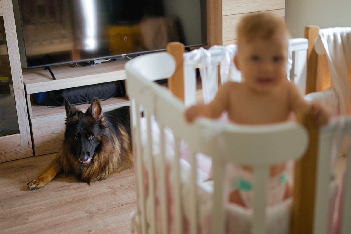 Немецкая овчарка Локи в комнате, где стоит детская кроватка
