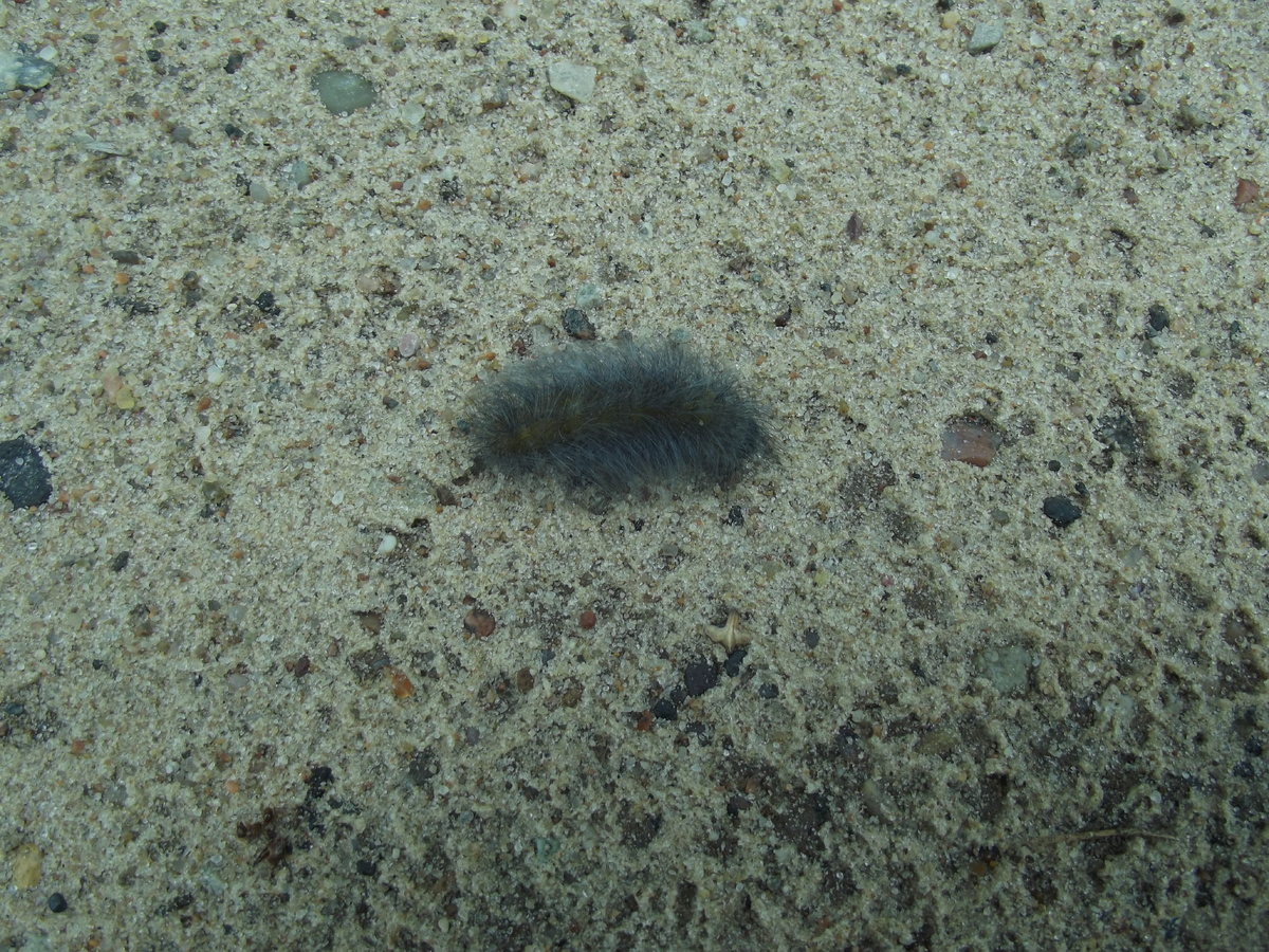 Гусеница, 27.07.16 Псковская область