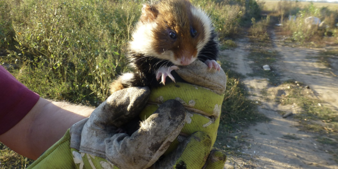 Встретив его лучше сразу бежать. И как спасти участок от этого пушистого террориста