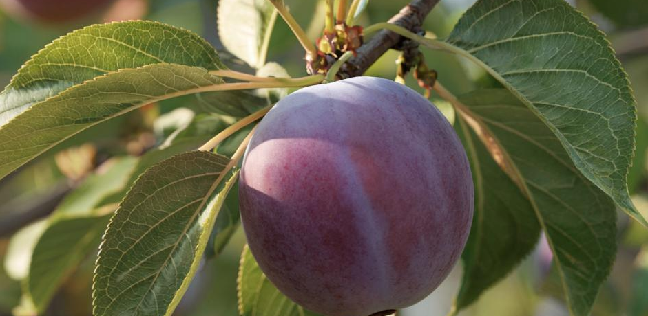 Война с порослью: Как Окончательно Избавиться от Корневых Отпрысков Сливы в Саду и Огороде!