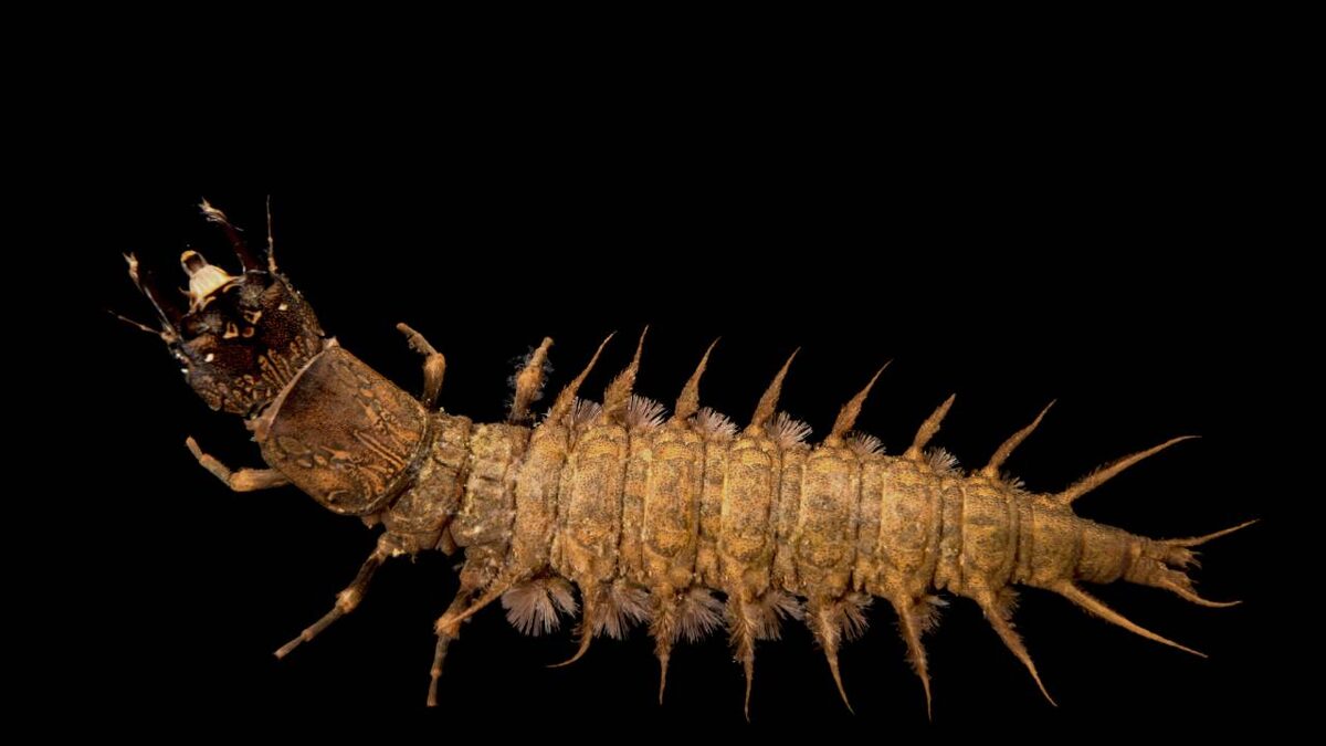 Личинка коридалида