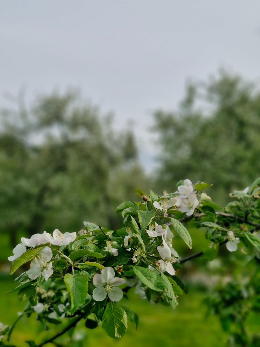 Яблоневые сады в Коломенском 