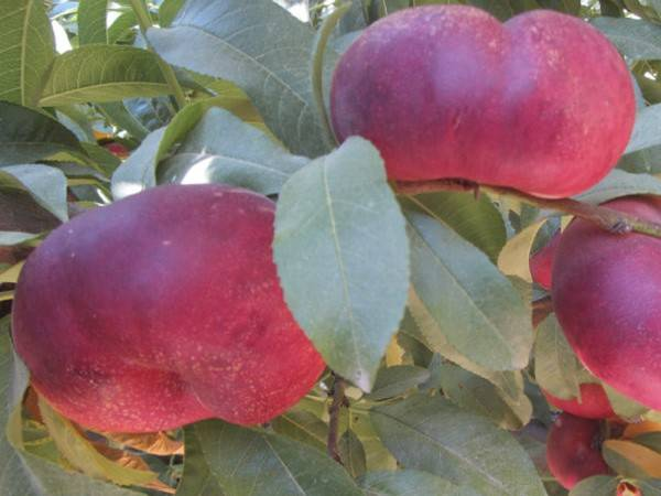 Плоские нектарины (инжирные)