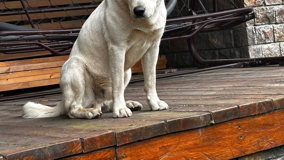 История Ральфа: Как равнодушие может сломать, но любовь – исцелить