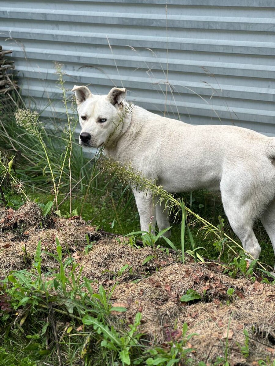 Гуляю, всех люблю, и кур тоже