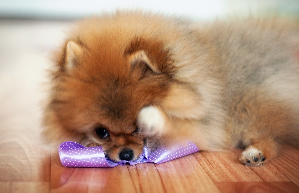 Но именно эта любовь и сыграла злую шутку.
