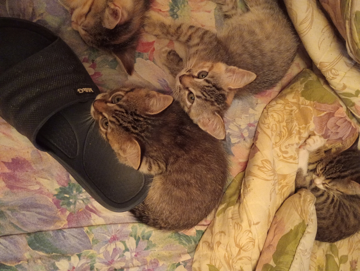 - Дайте мне колбаску, сыр и " патассу" а не то я в тапки Димкины ........ короче не отдам их!😸