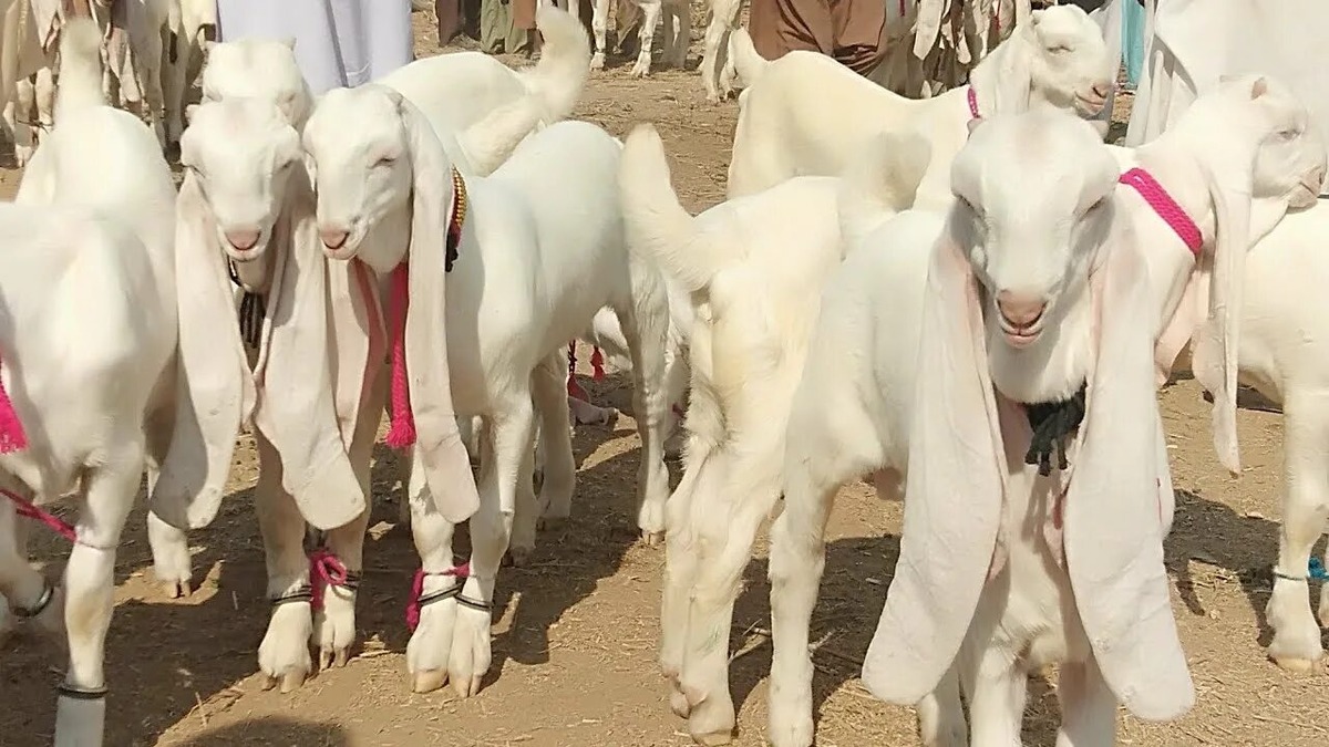 Козы Гулаби