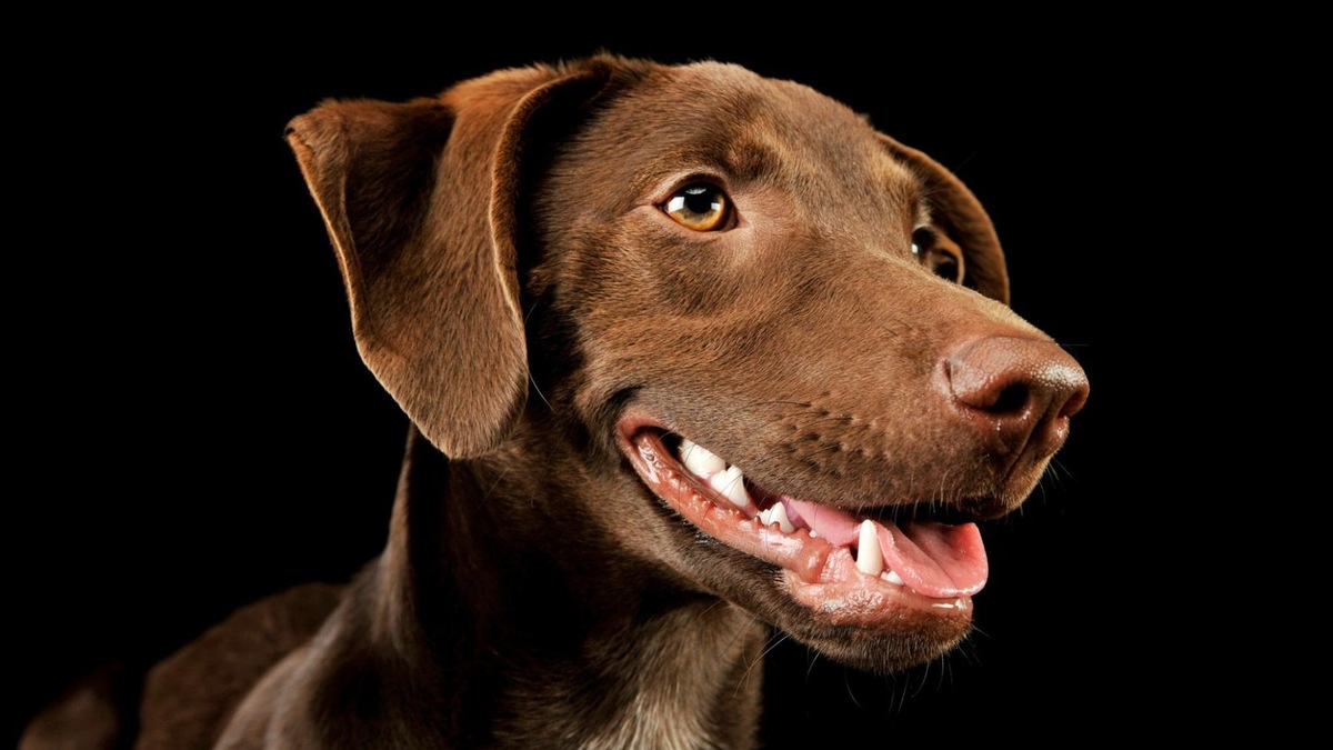    Собачье сердце похоже на человеческое, но имеет больше легочных вен — до восьми.