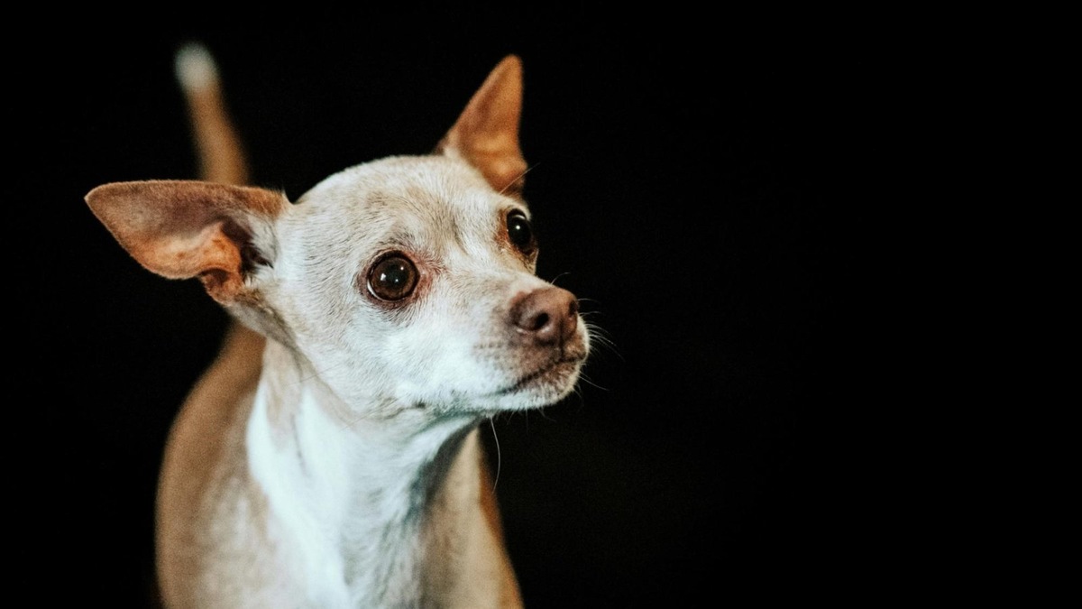    У маленьких собак сердце бьётся быстрее — до 160 ударов в минуту.