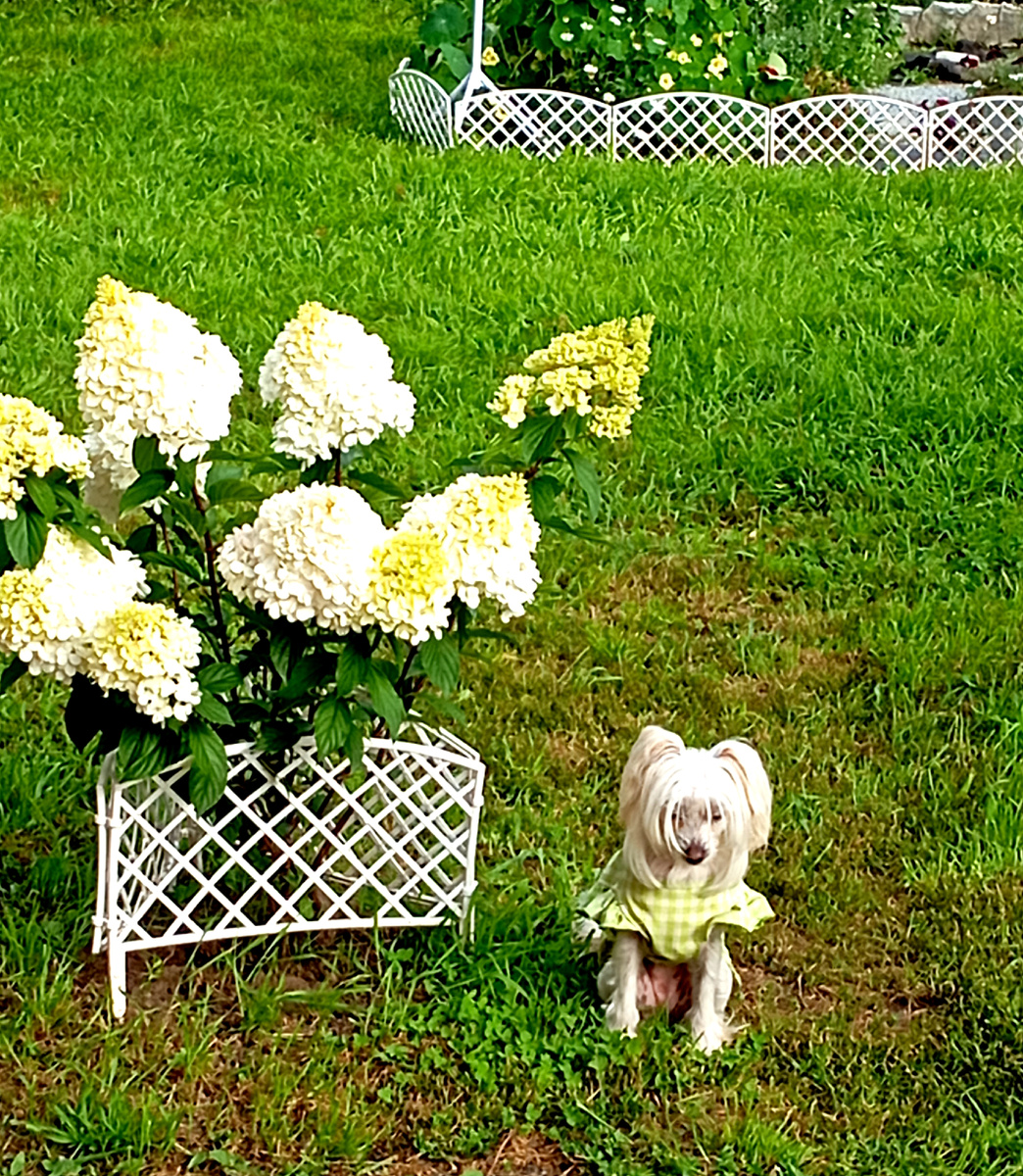 Мишелька и гортензия