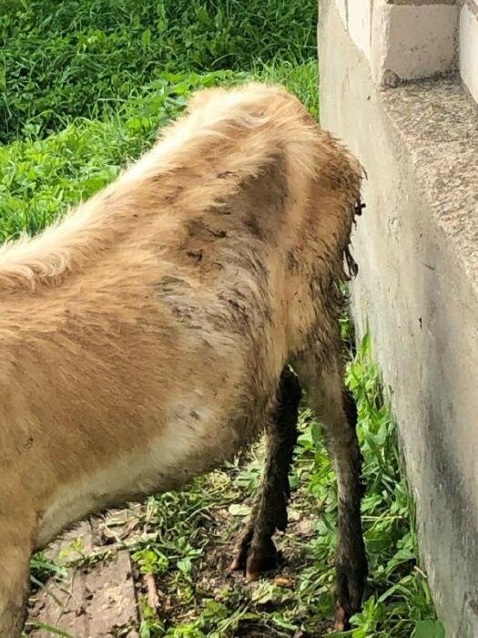 «Смотреть на муки животных нет сил»
Фото: Елена Фёдорова