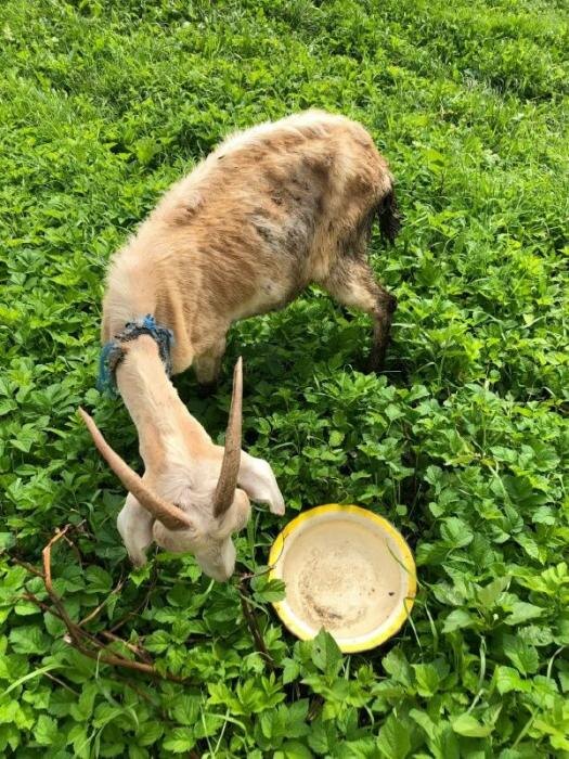 «Смотреть на муки животных нет сил»
Фото: Елена Фёдорова