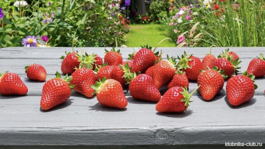 сорта клубники