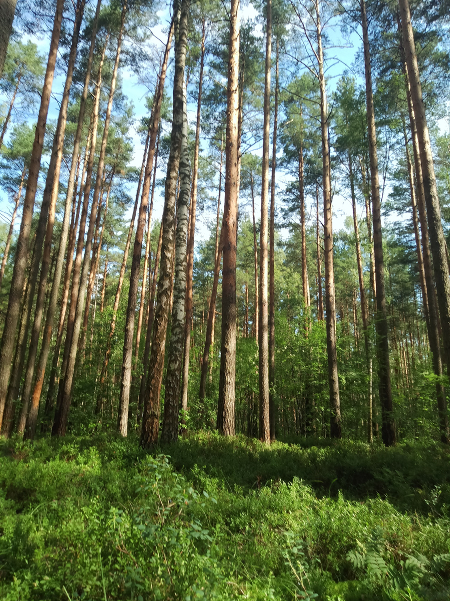 Фото автора. Мы в лесу за природными дарами