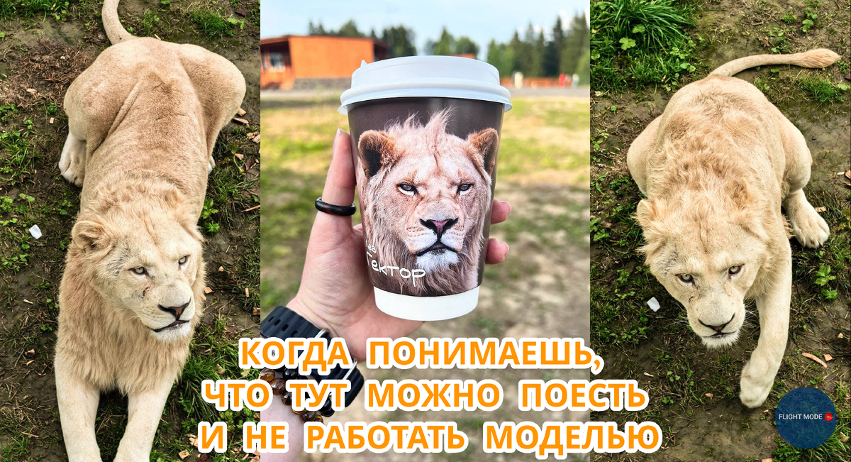 #львы #прайд #животные