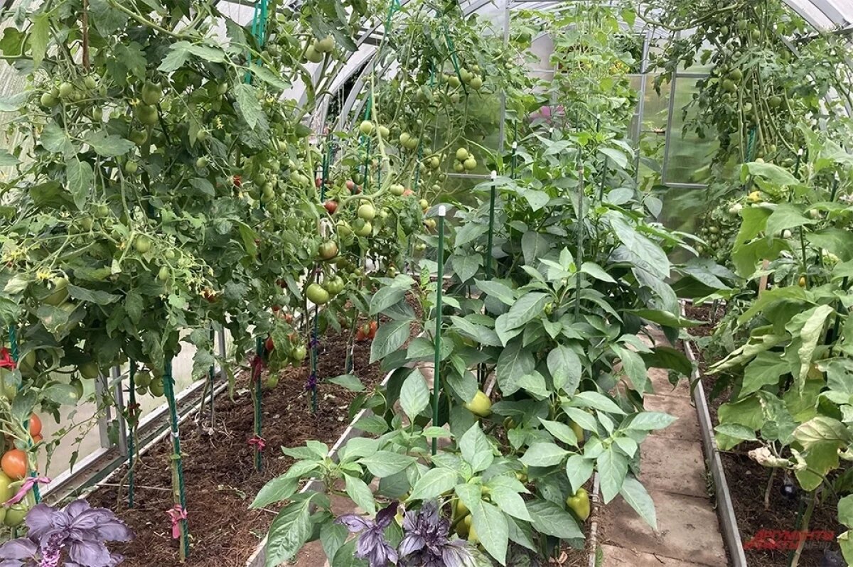    Огурцы и томаты подкормите монофосфатом калия (5–7 г на 10 л воды) — это продлит плодоношение и укрепит иммунитет.