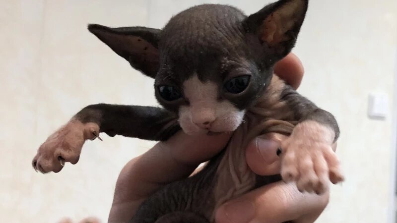     Кошки и собаки ждут прием у ветеринара. Валерия Лескина