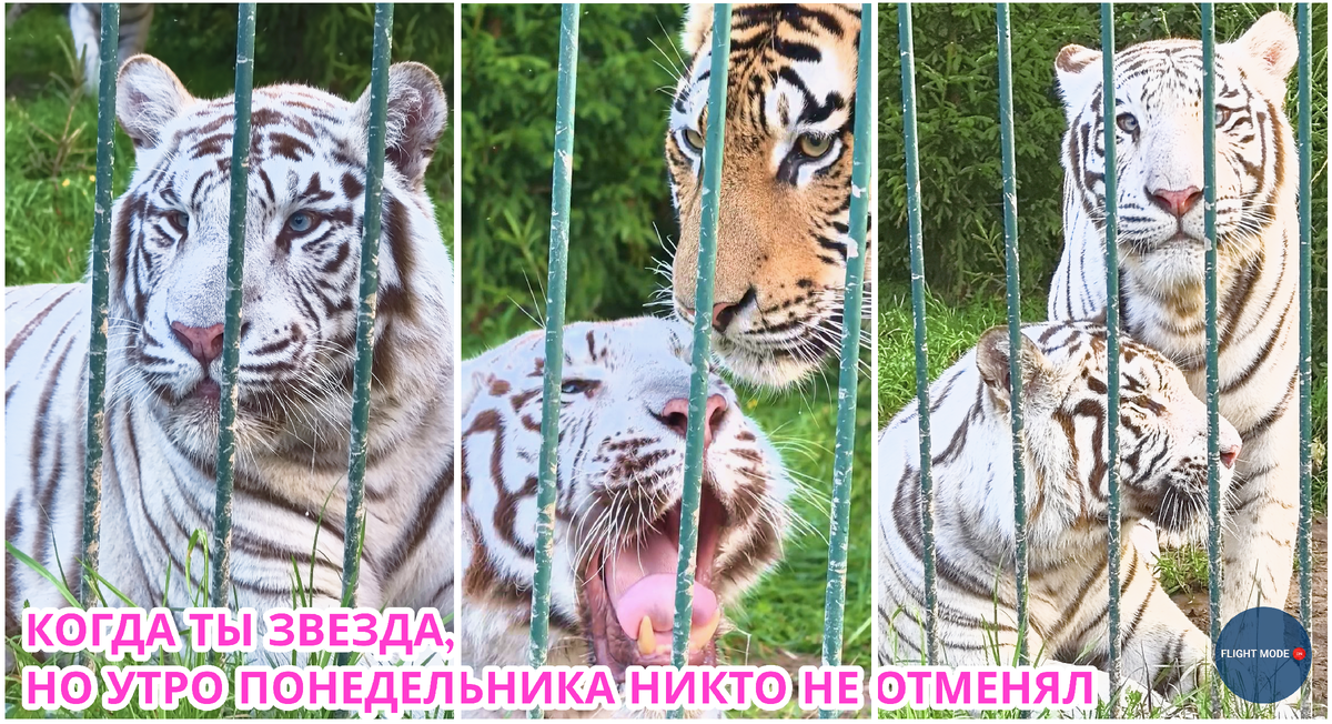 #тигр #дикаякрасота #белыйхищник