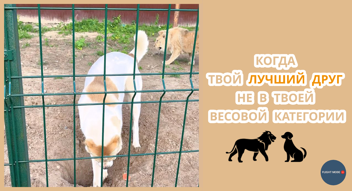 #дружба #животные #левипес