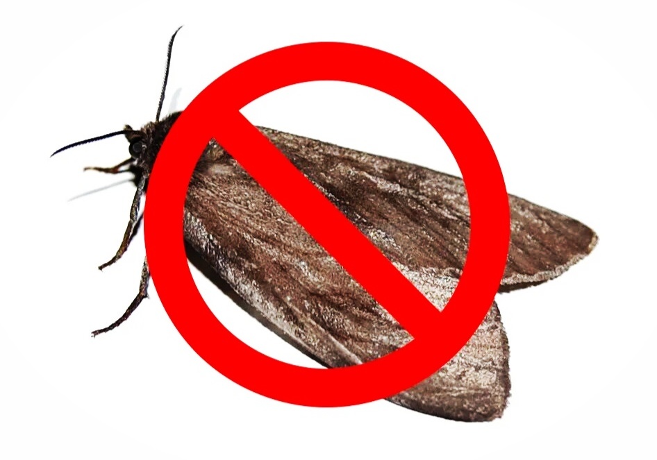 В туалете нет ни ковров, ни шуб! (Картинка - stihi.ru.)