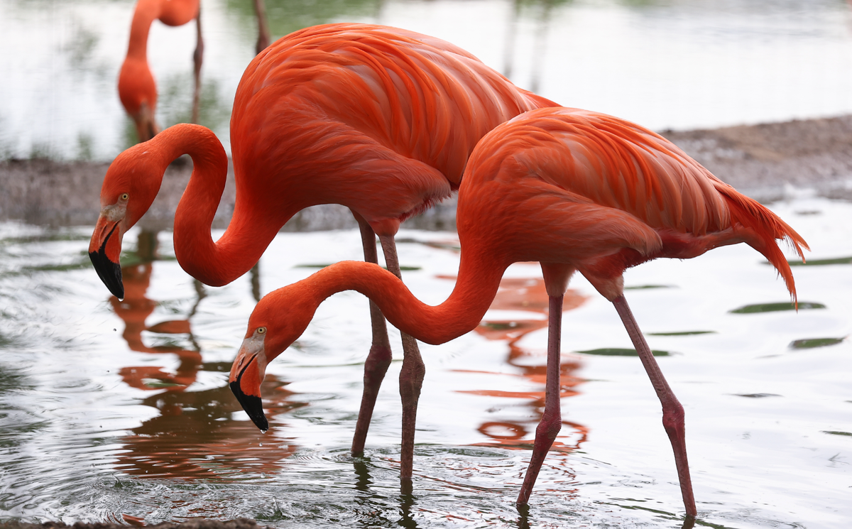 Розовые фламинго на территории Республики Крым