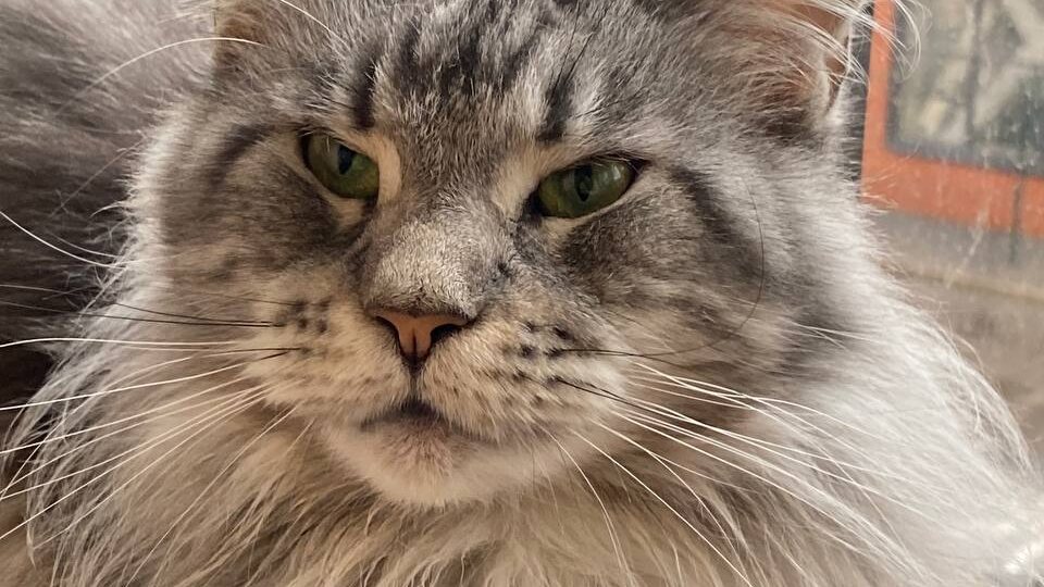 Черное донорство кошачьей крови.