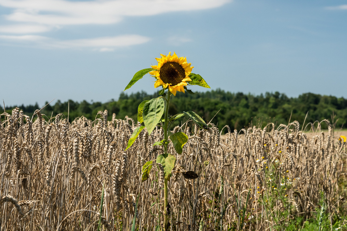 фото:Silas Stein/dpa/Global Look Press