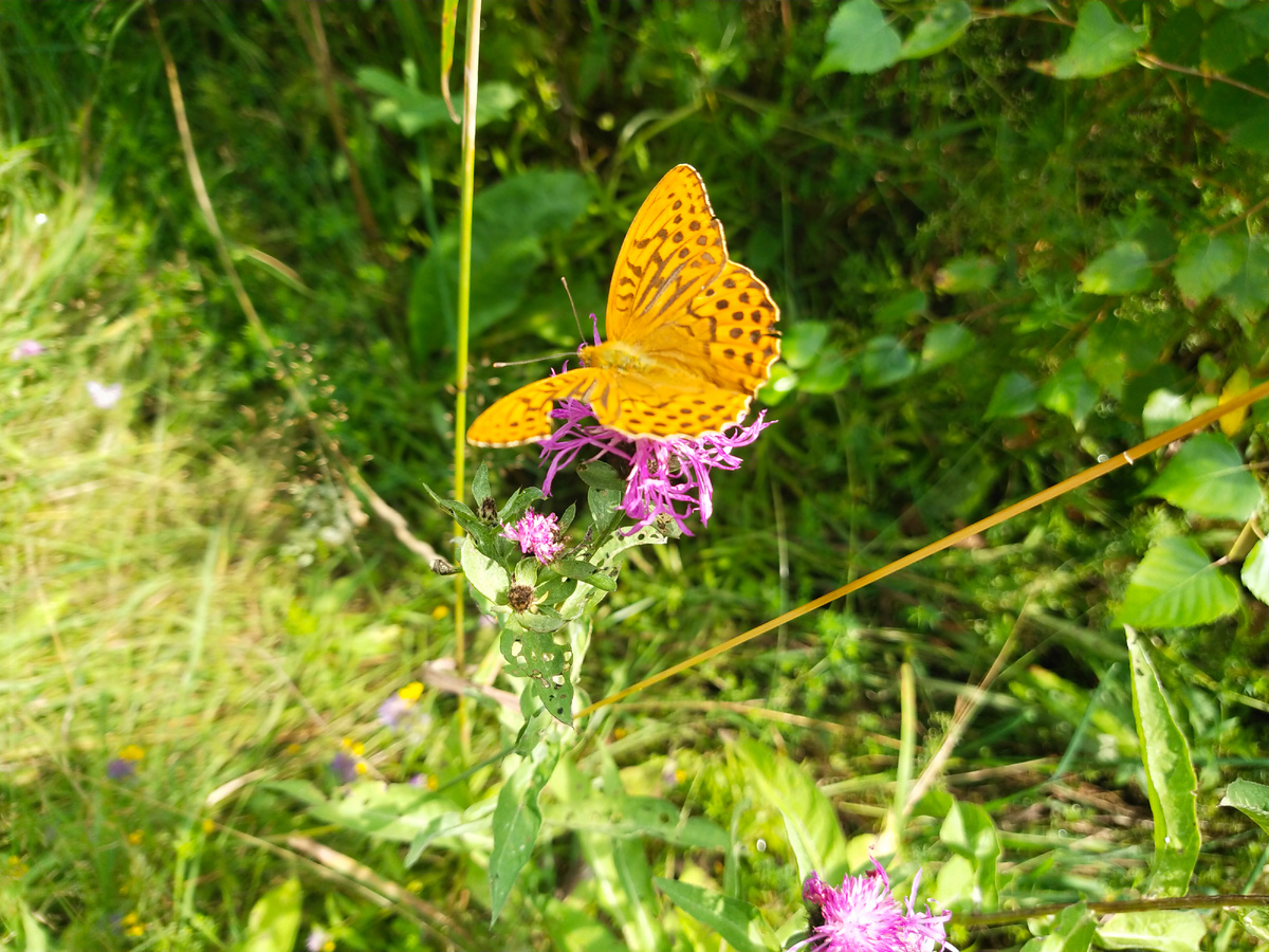 Личное фото