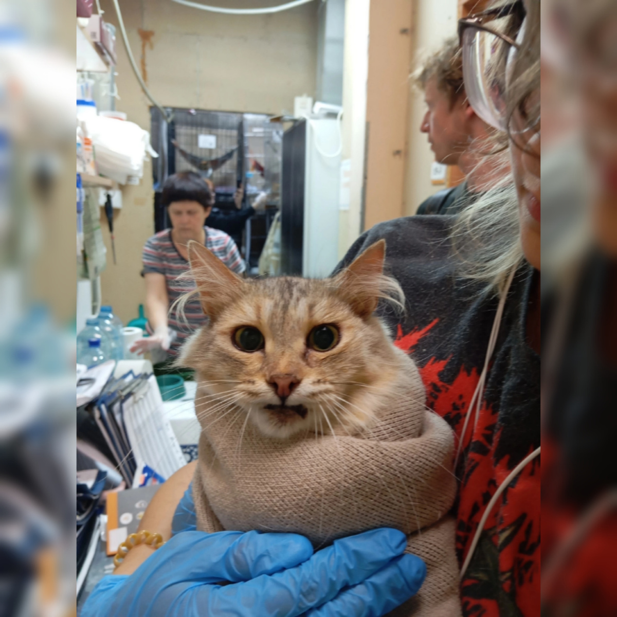 Красавица Симфония приехала с передержки.