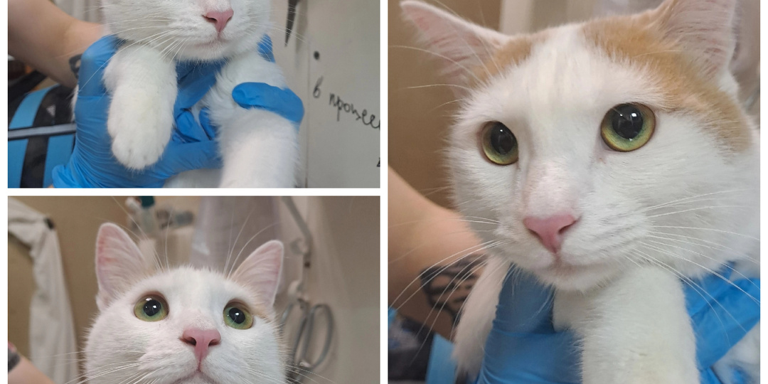 К нам прибыли новички: приехали с передержки и найдены на улице